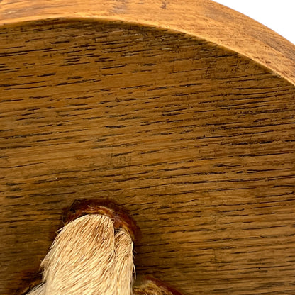 close up image of taxidermy stand top underside