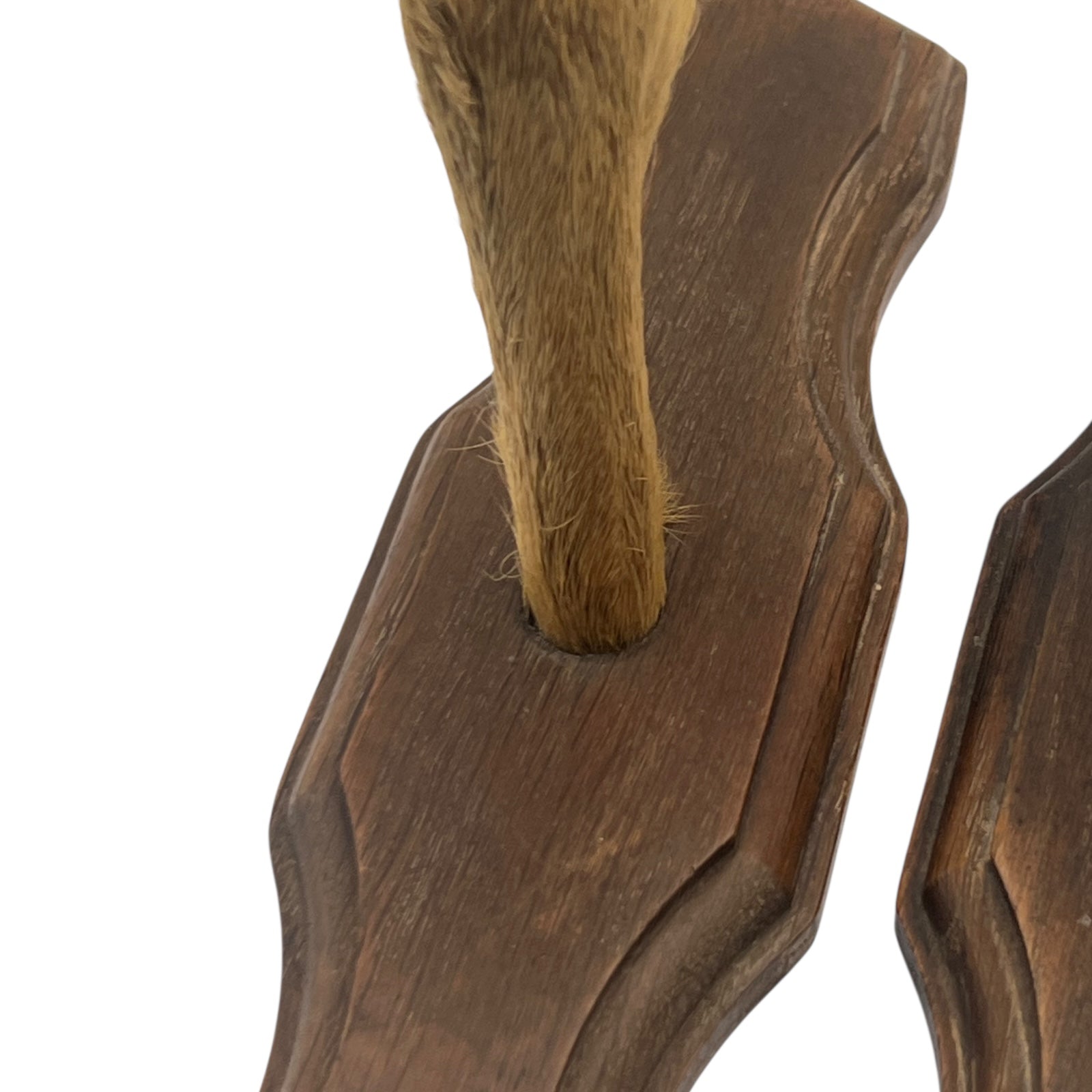 close up of deer hooves on a white background 