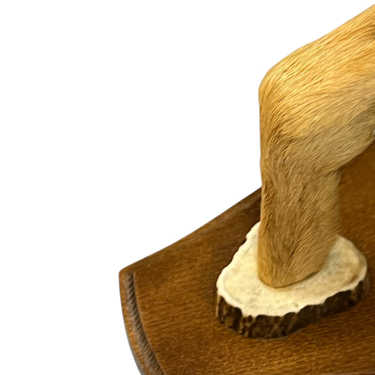 Close-up of a deer's hoof set of coat hooks on a white background