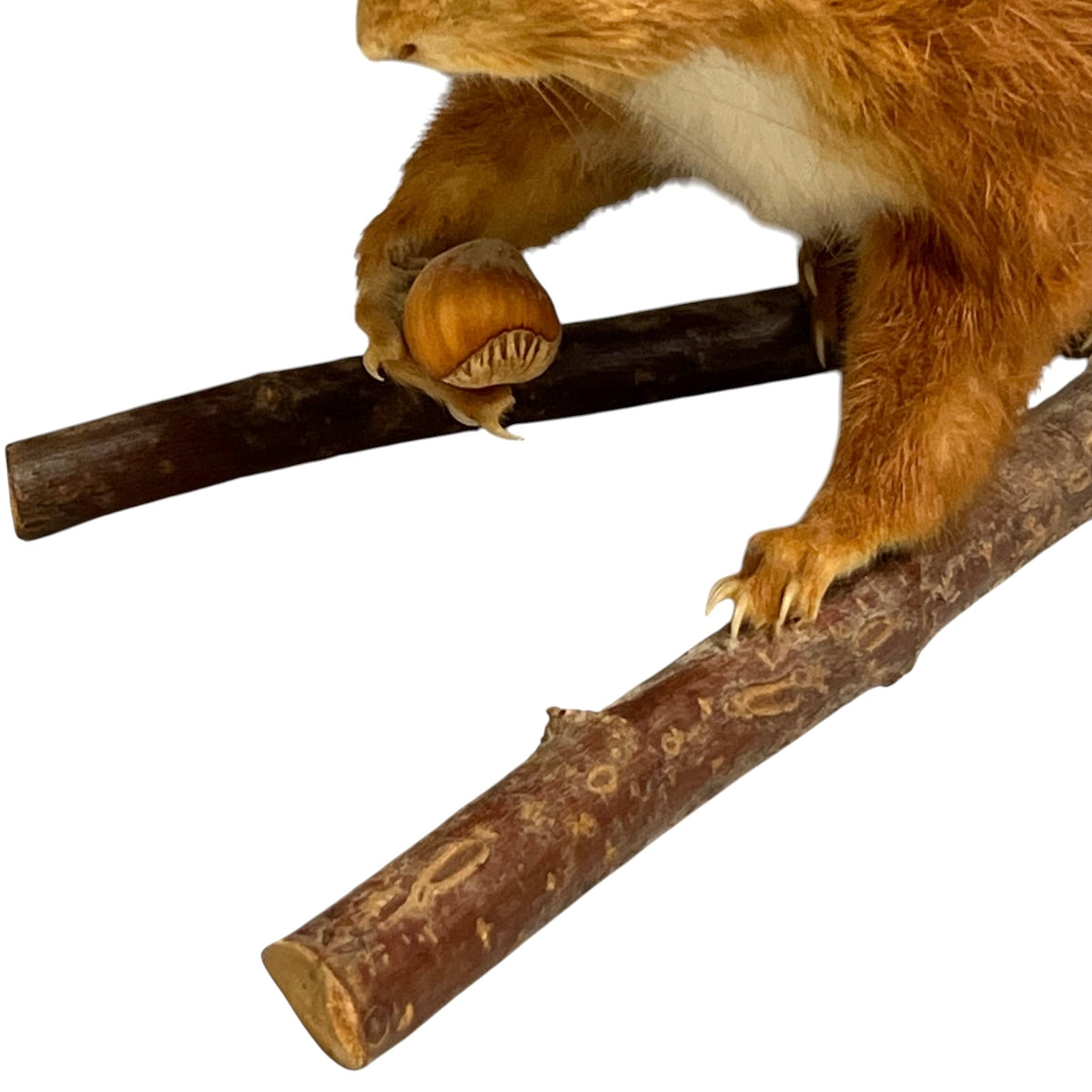 A taxidermy squirrel mount with reddish-brown fur and a white underbelly, holding a nut while perched on branches against a plain white background.