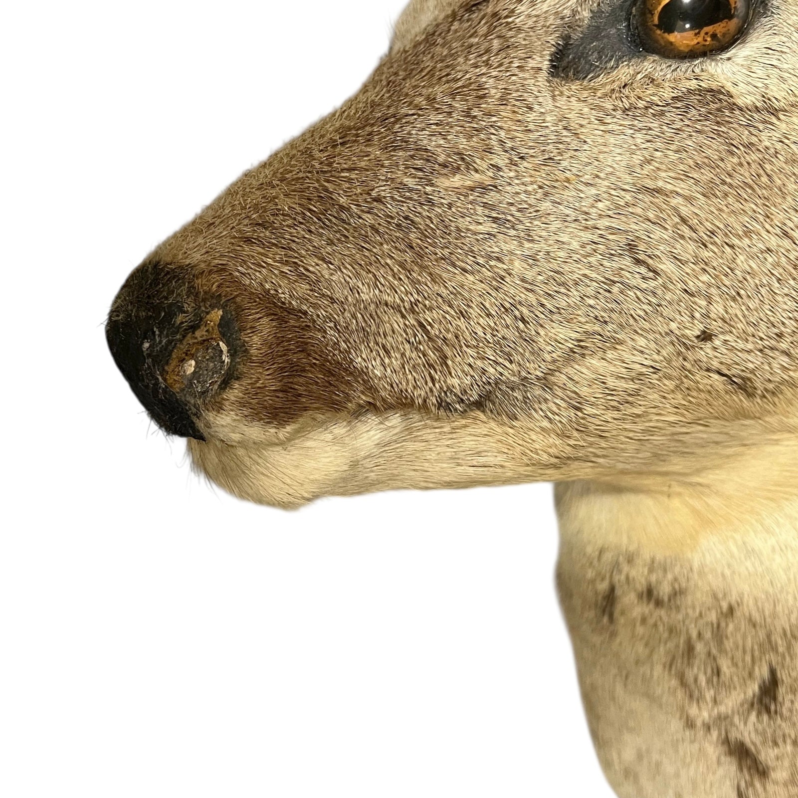 Close-up of a deer's face on a white background