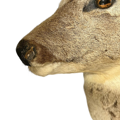 Close-up of a deer's face on a white background