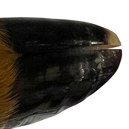 close up view of  Taxidermy Bottle Opener