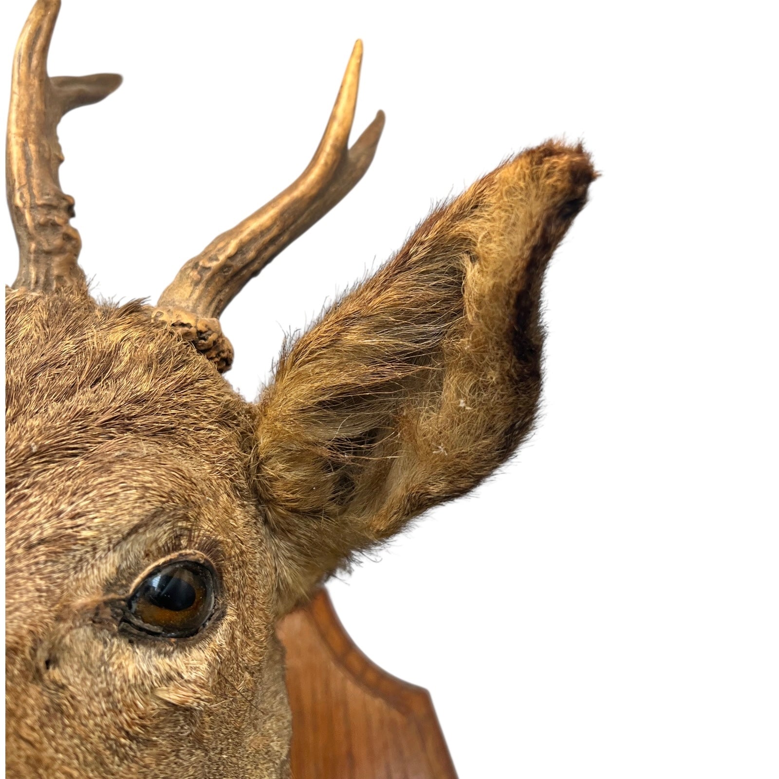Close-up of a deer head with large antlers on a white background
