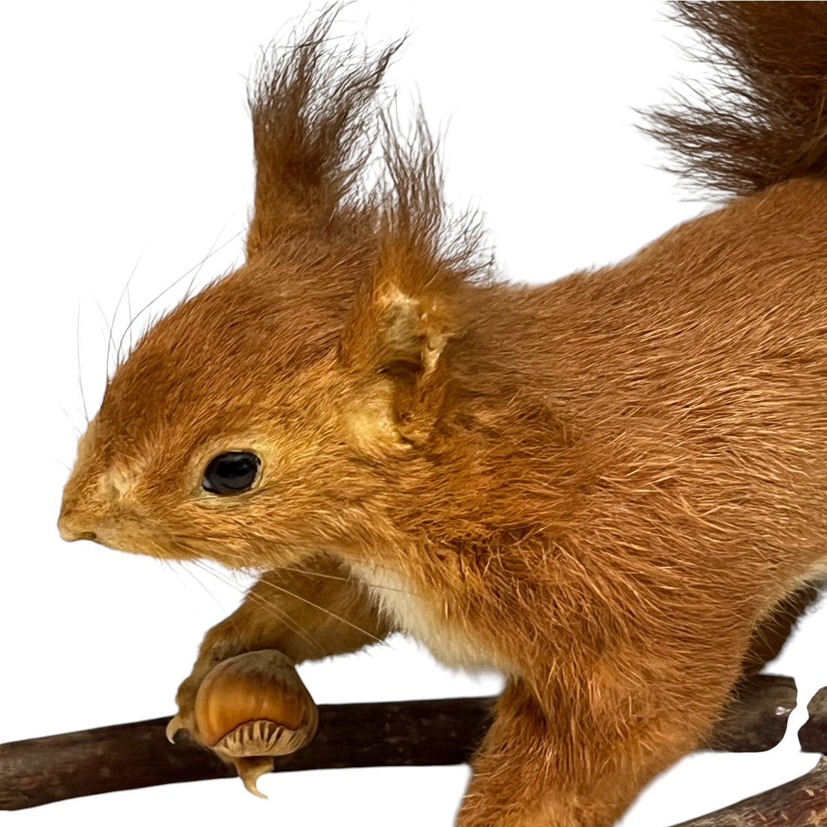 A taxidermy red squirrel mounted on a branch, holding a nut, isolated on a white background.