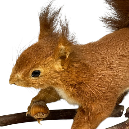 A taxidermy red squirrel mounted on a branch, holding a nut, isolated on a white background.