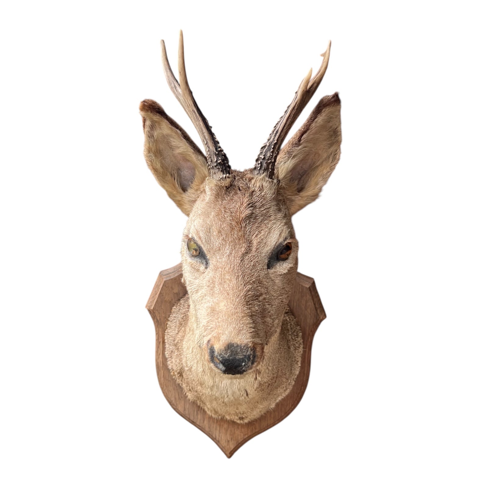 Deer head mount on a white background