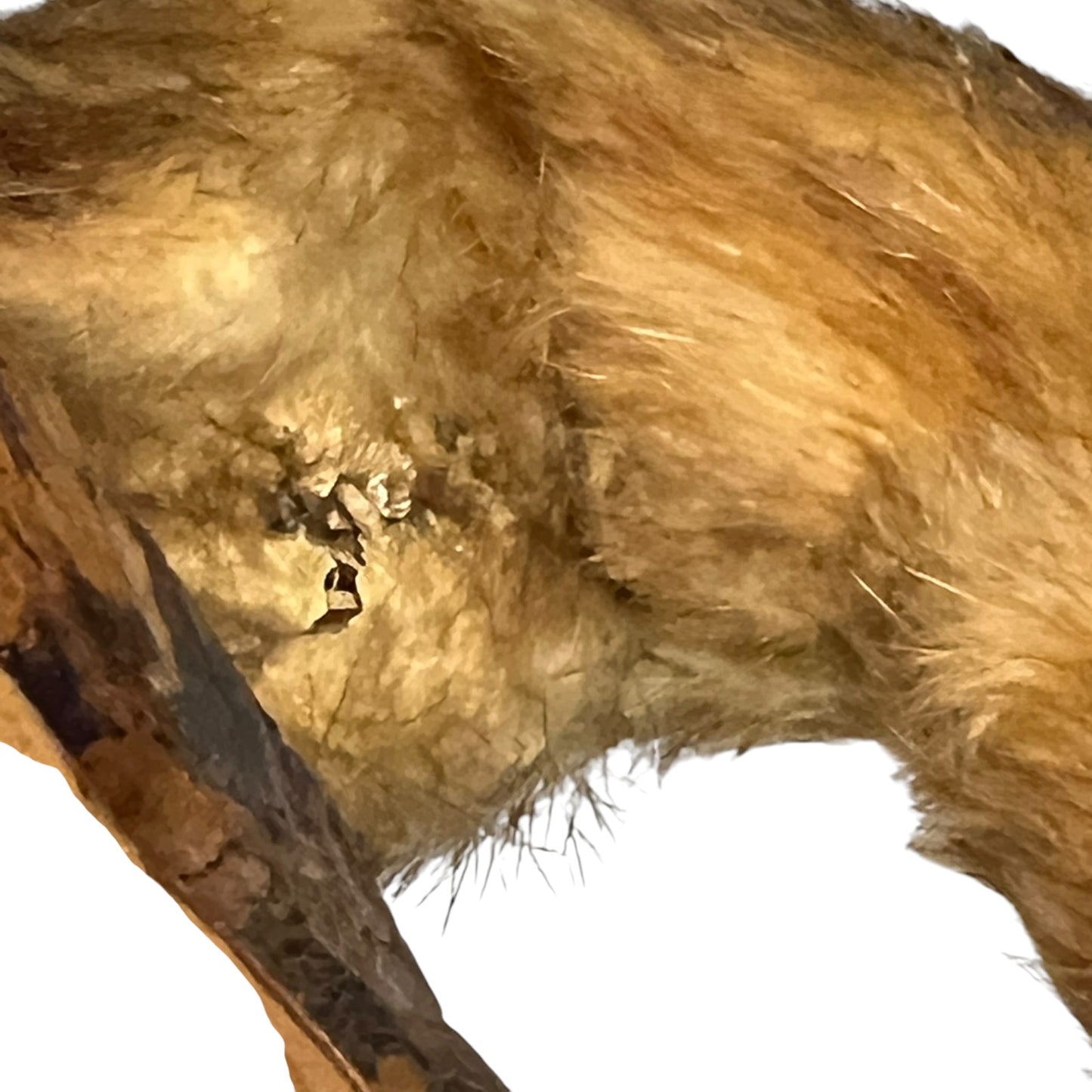 Close up of a taxidermy weasel on a white background