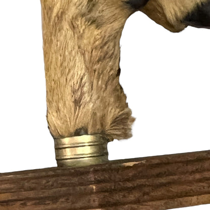 Set of 6 French Deer Hoof Vintage Taxidermy Coat Hooks – Hunting Gift