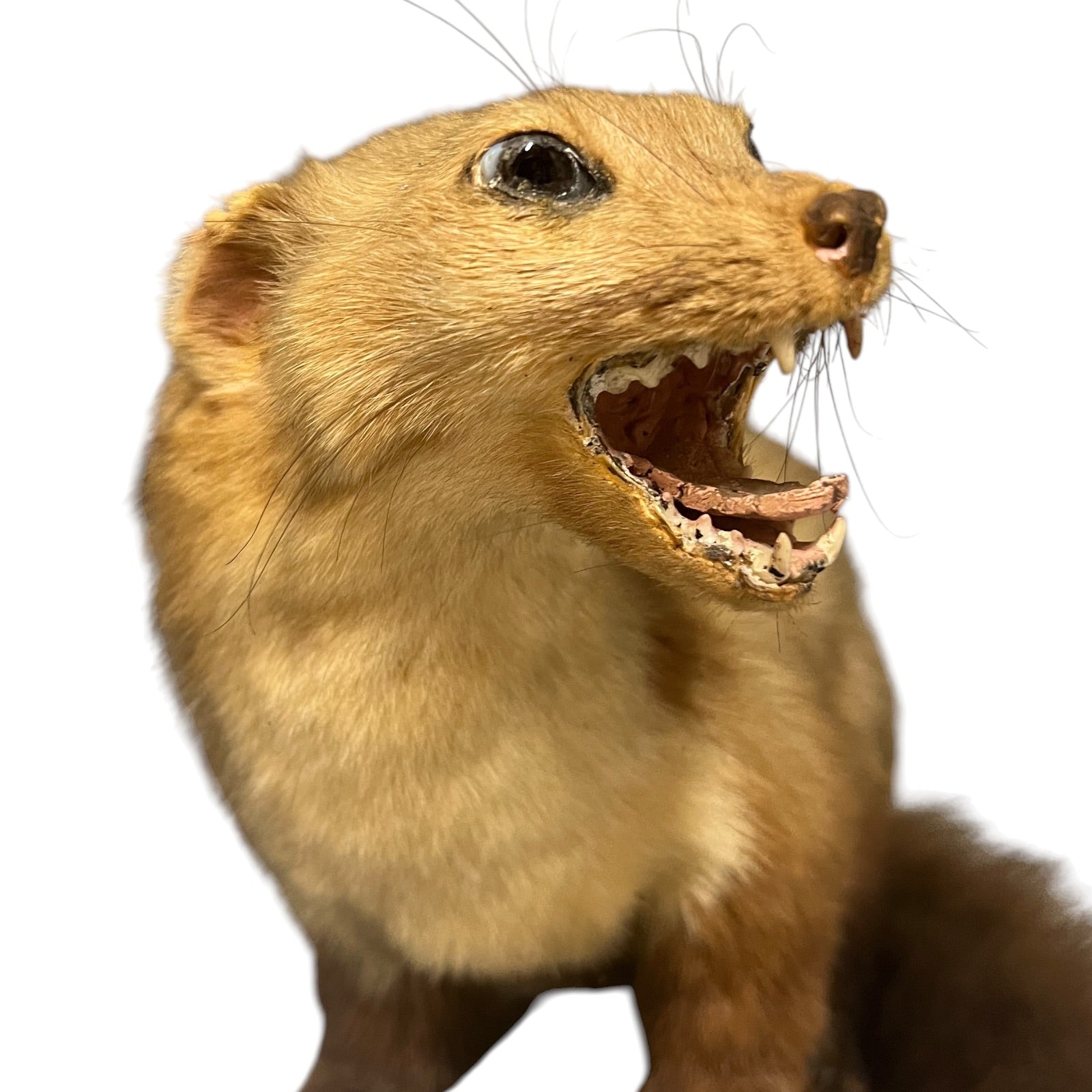 Close-up of a brown animal with an open mouth on a white background