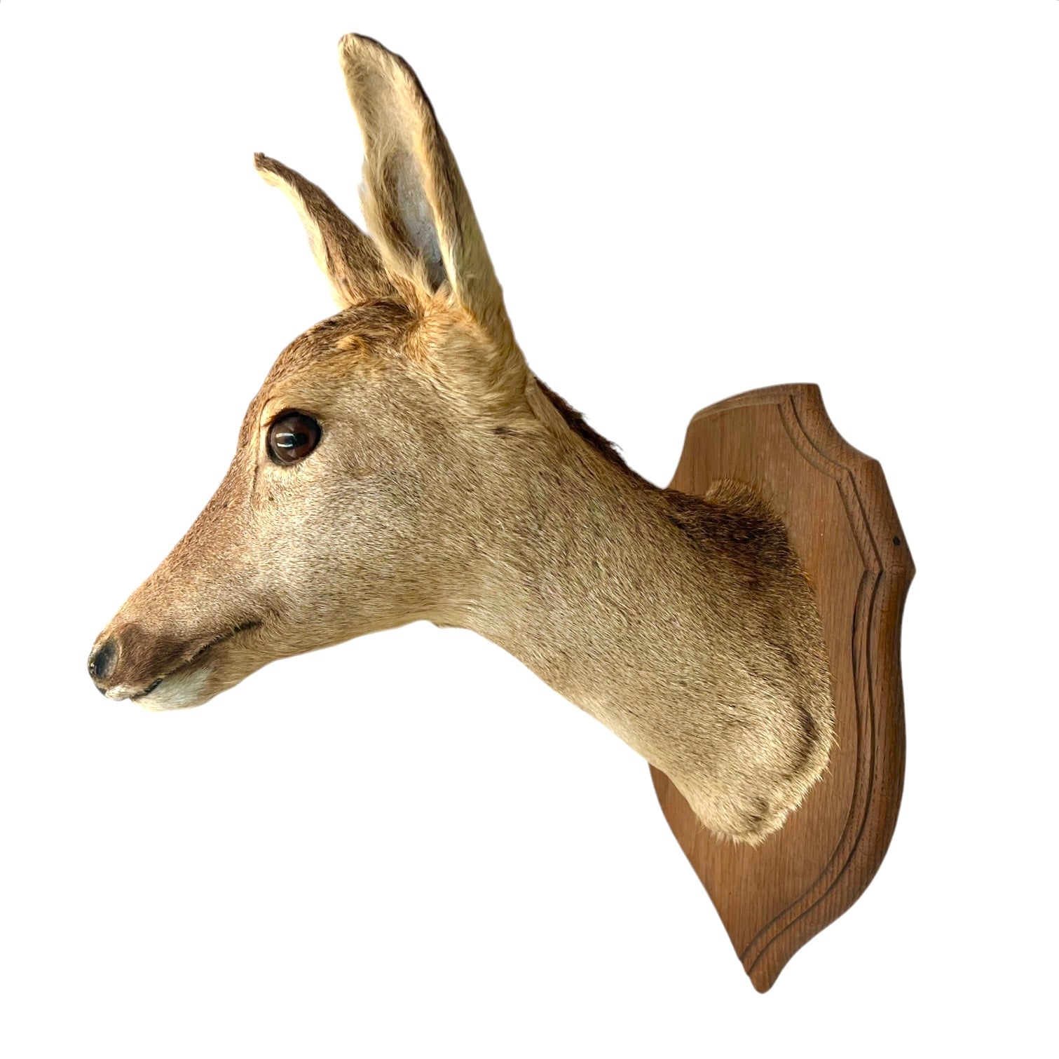 Taxidermy Deer Head, Roe Deer Wall Mounted, Stuffed Mount, Gift for Hunter