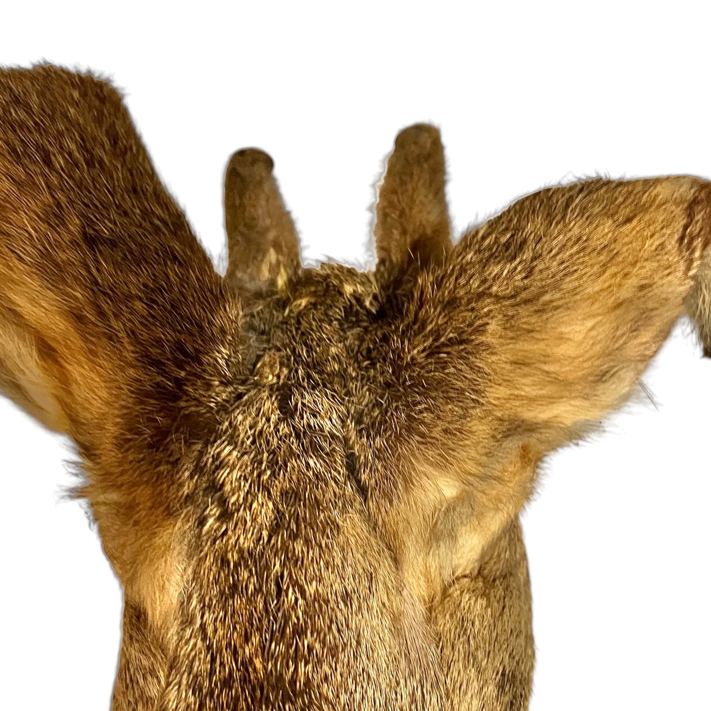 French Taxidermy Deer Head – Unusual Mounted Deer with Emerging Horns
