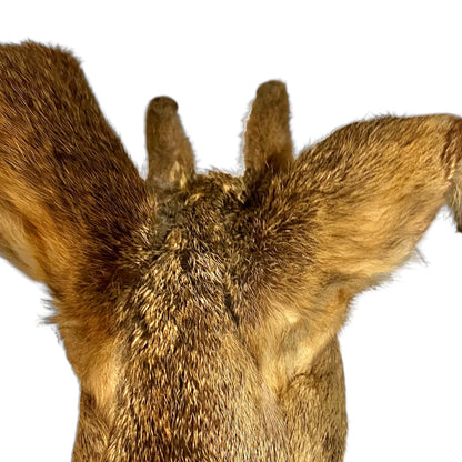 French Taxidermy Deer Head – Unusual Mounted Deer with Emerging Horns