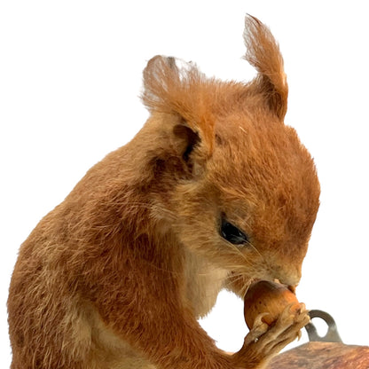 Squirrel holding a nut on a white background