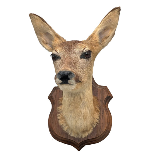 Taxidermy deer head mounted on a wooden plaque against a white background