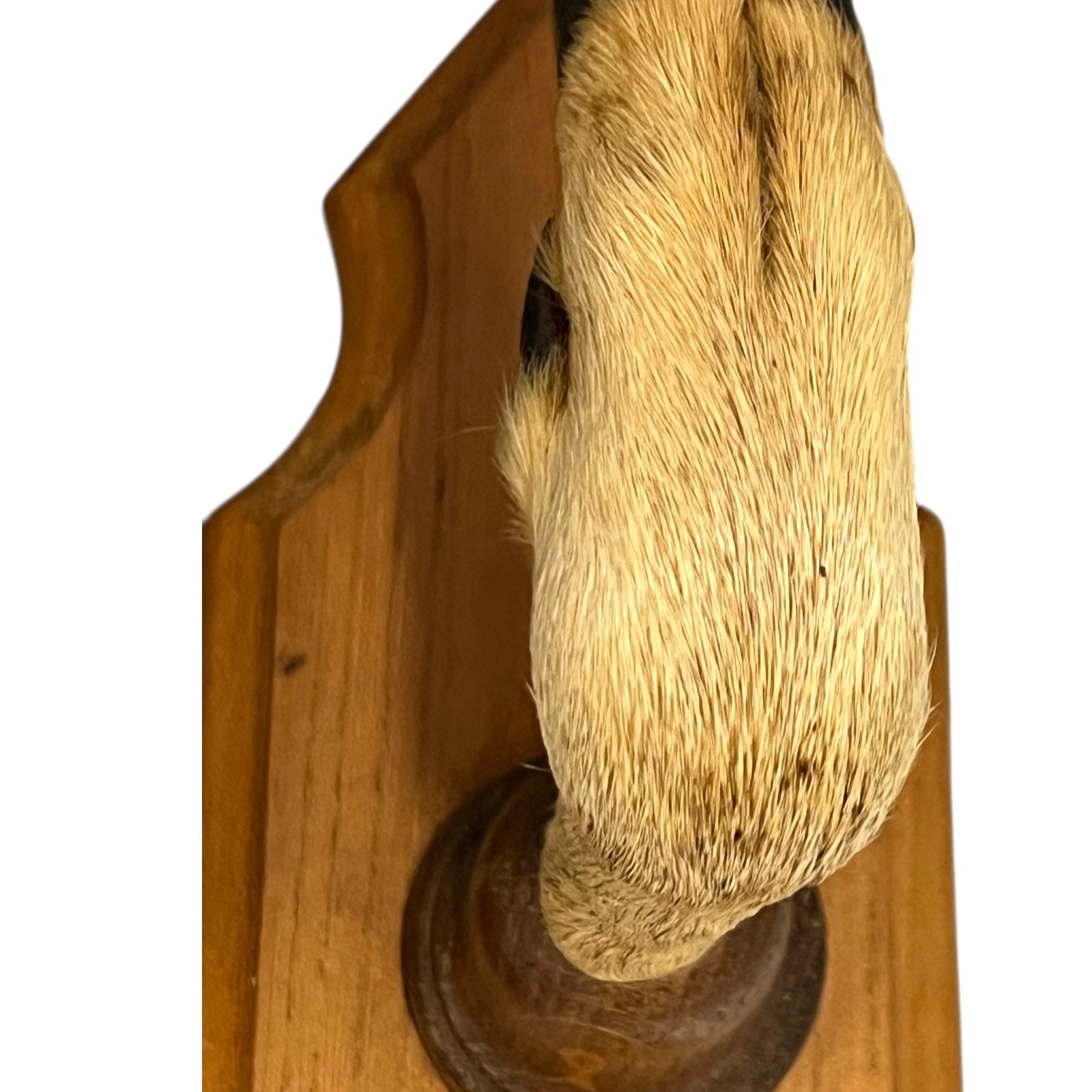 Close up of deer hoof hooks on wooden mounts on a white background