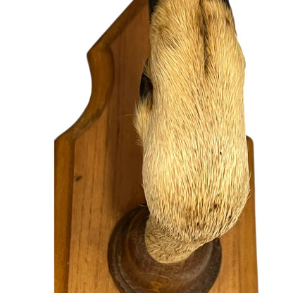 Close up of deer hoof hooks on wooden mounts on a white background