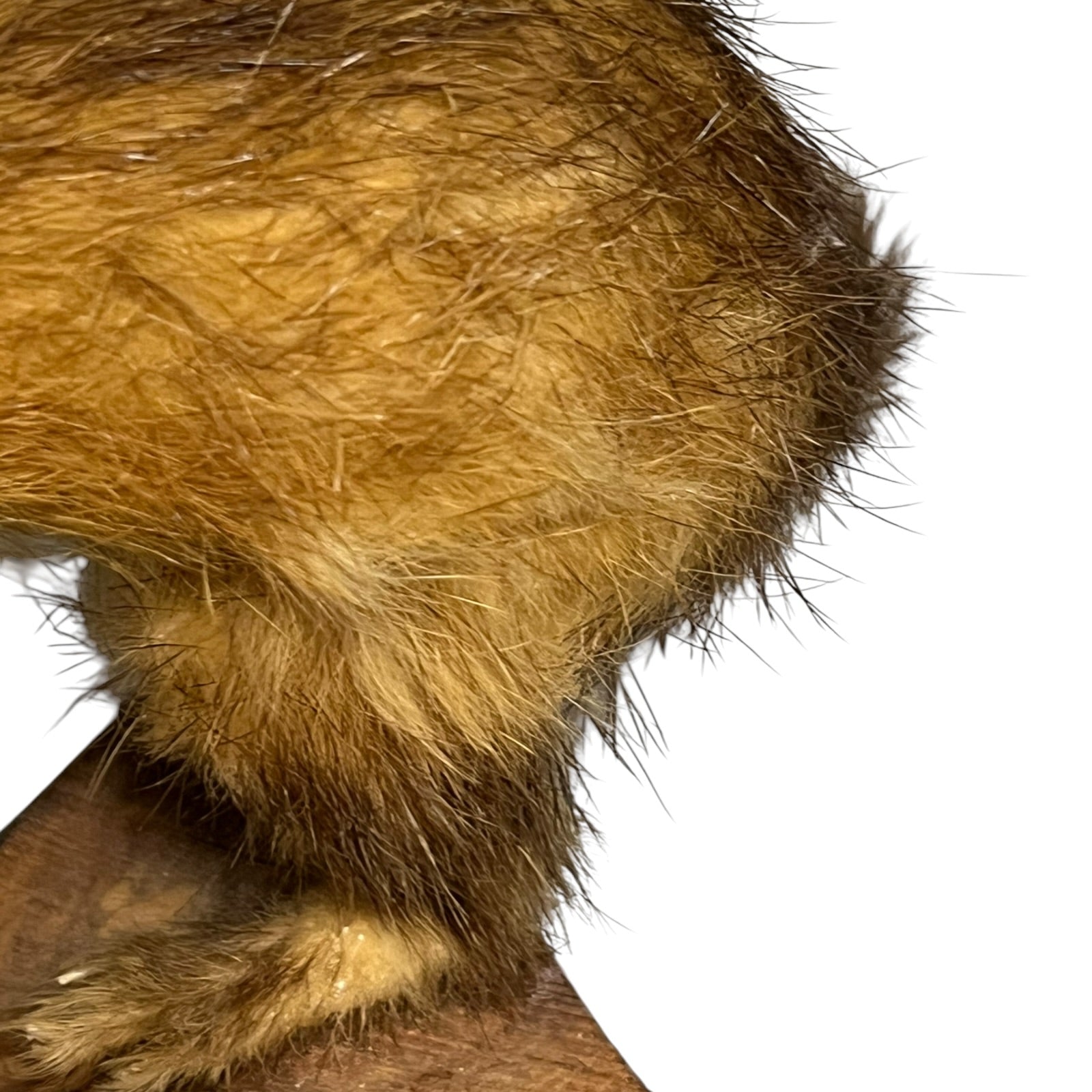 Close up of a taxidermy weasel on a white background