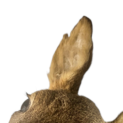 Close-up of a taxidermy deer head on a white background