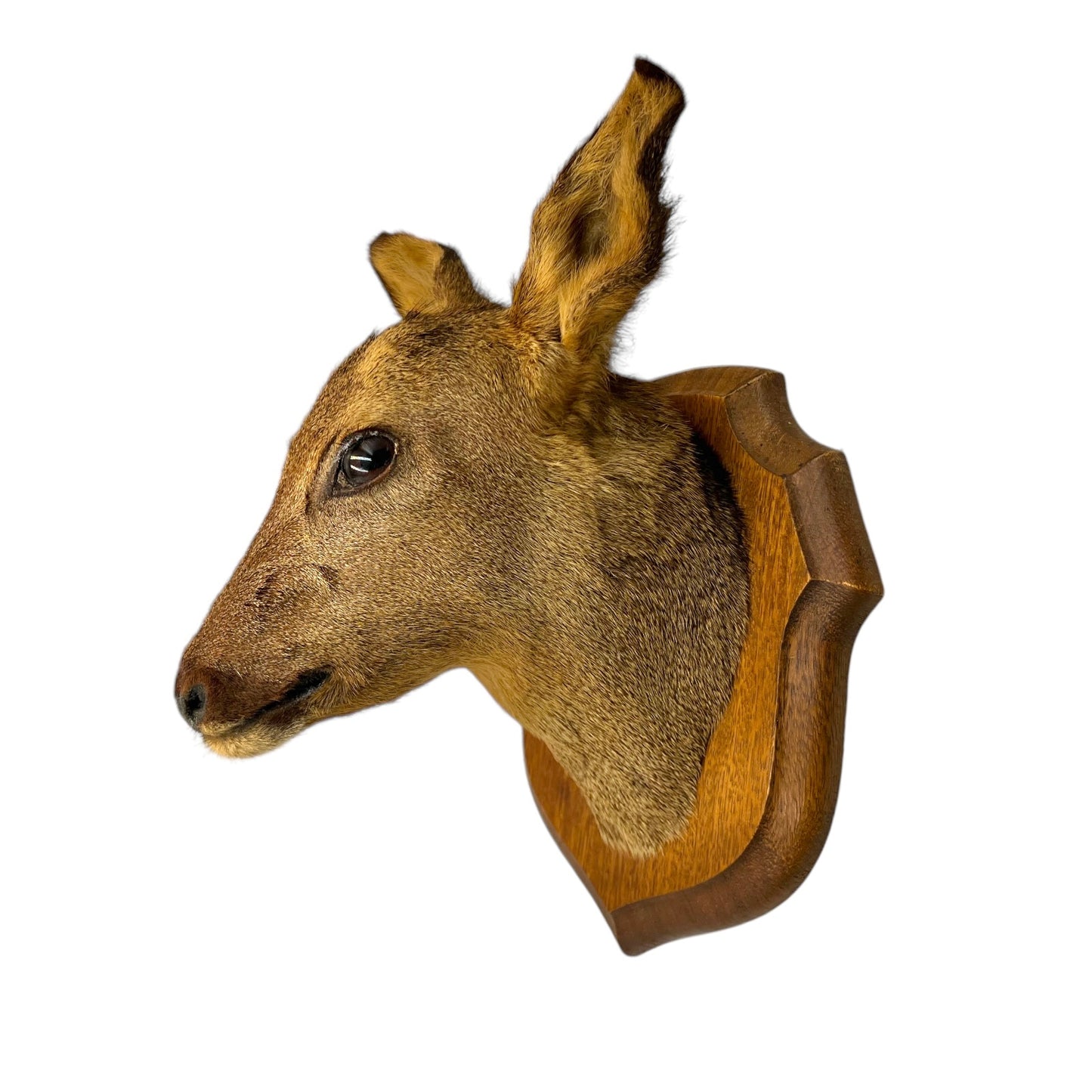 Taxidermy Roe Deer Head Mounted On a Wooden Shield, Good Condition 