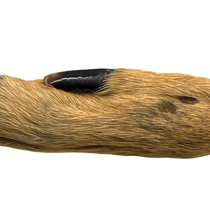 Close-up of a taxidermy deer handle with a white background