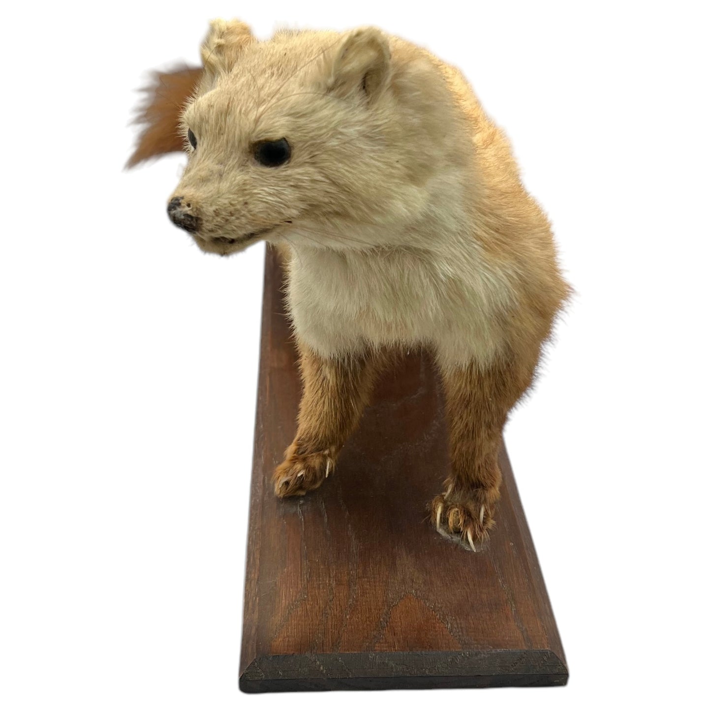 French Vintage Taxidermy Stuffed Animal, Weasel Pole Cat Pine Marten, Stoat 