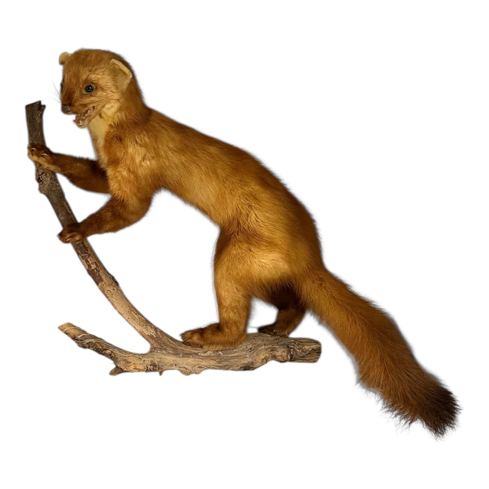 Brown taxidermy animal on a branch against a white background