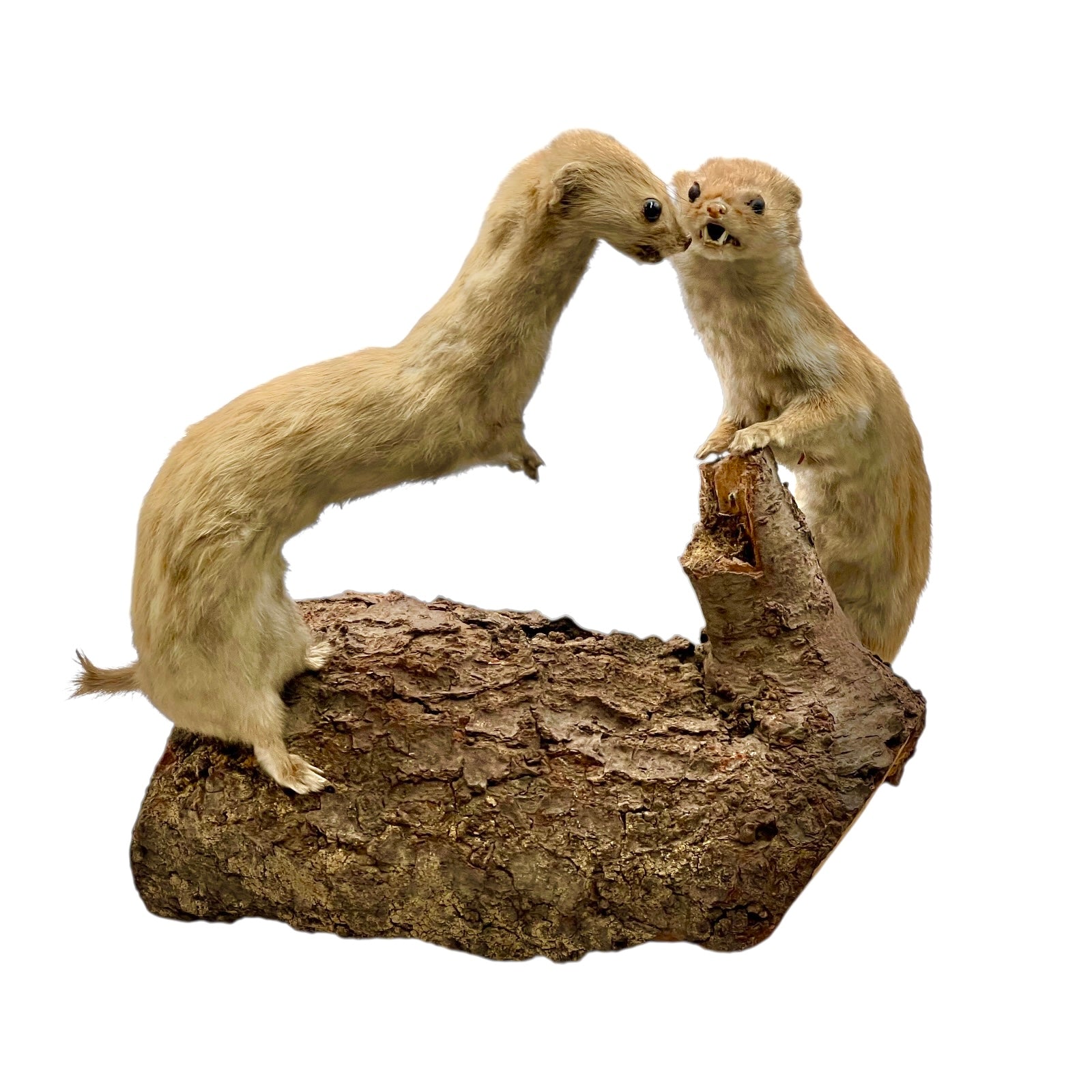 Two taxidermy weasels on a wooden log against a white background