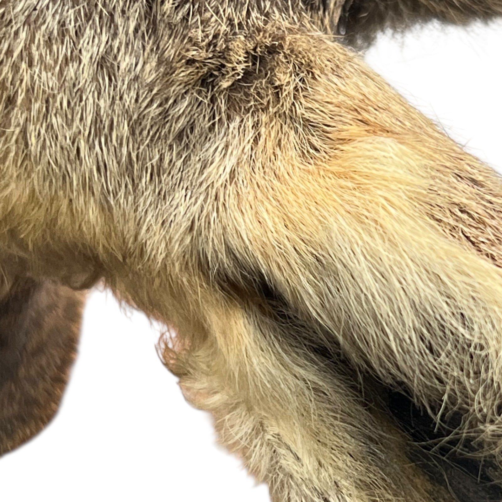 Close-up of a deers ear on a white background