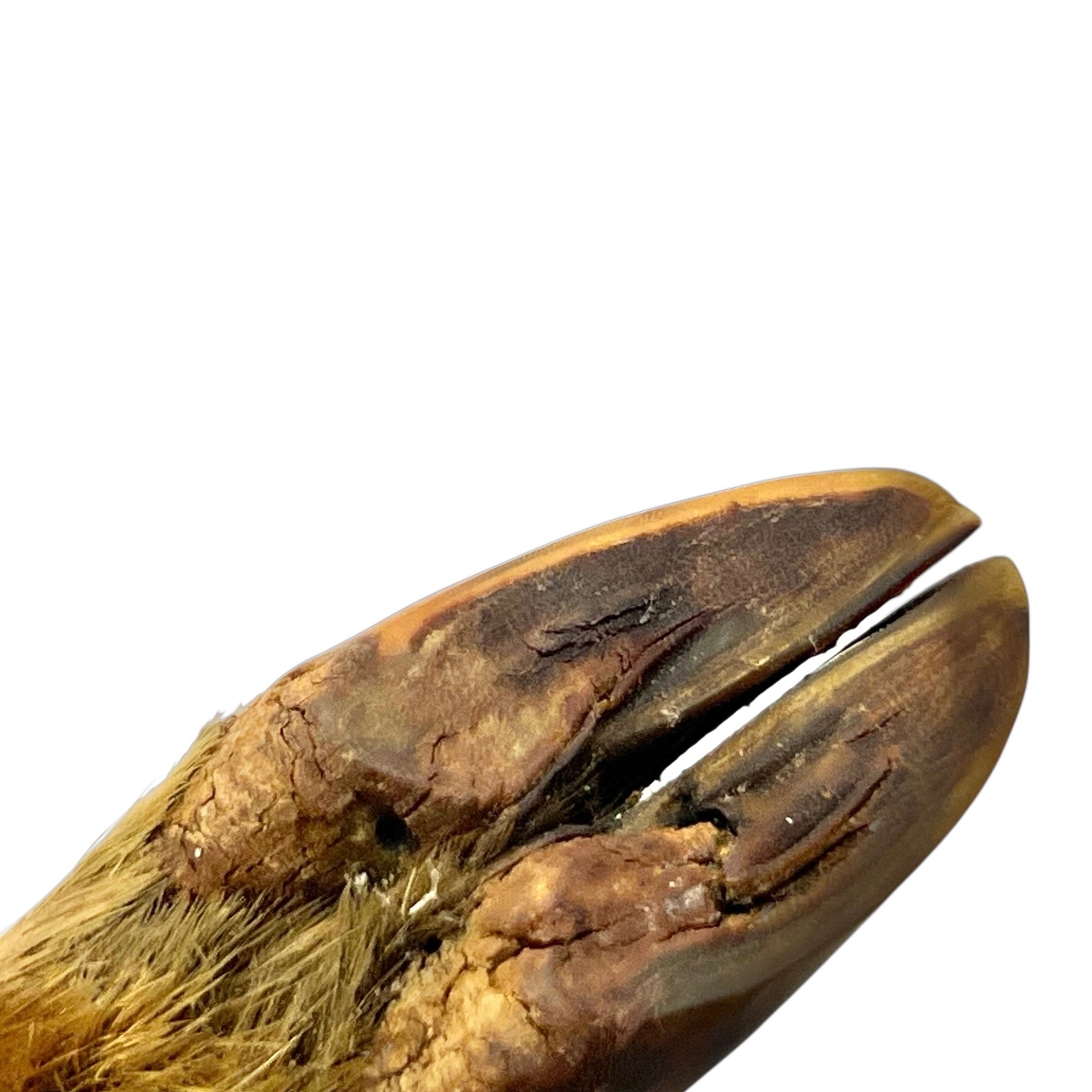 Close up of deer hoof taxidermy  cutlery on a white background