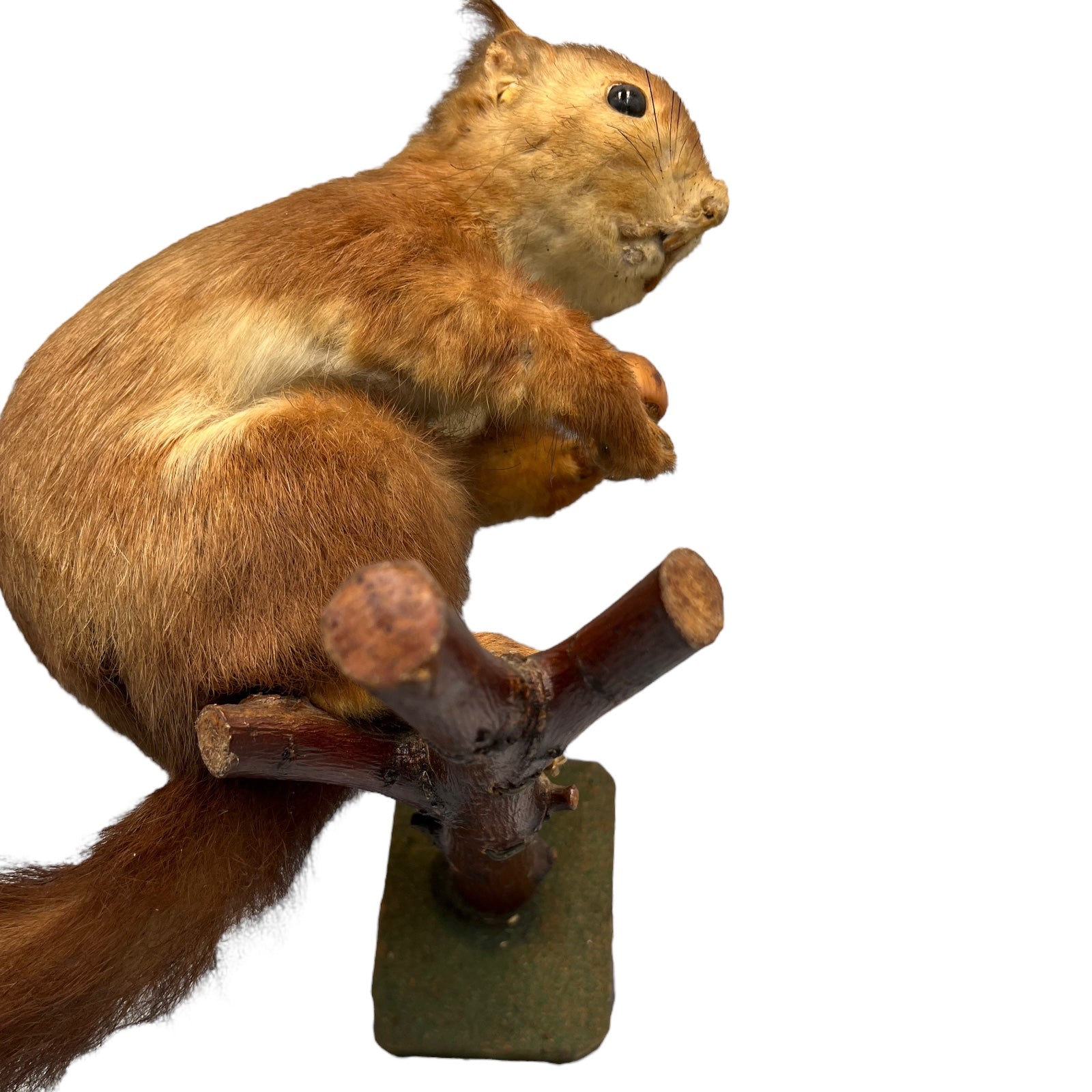 French Vintage Taxidermy Squirrel, Stuffed Animal, Taxidermy Red Squirrel 