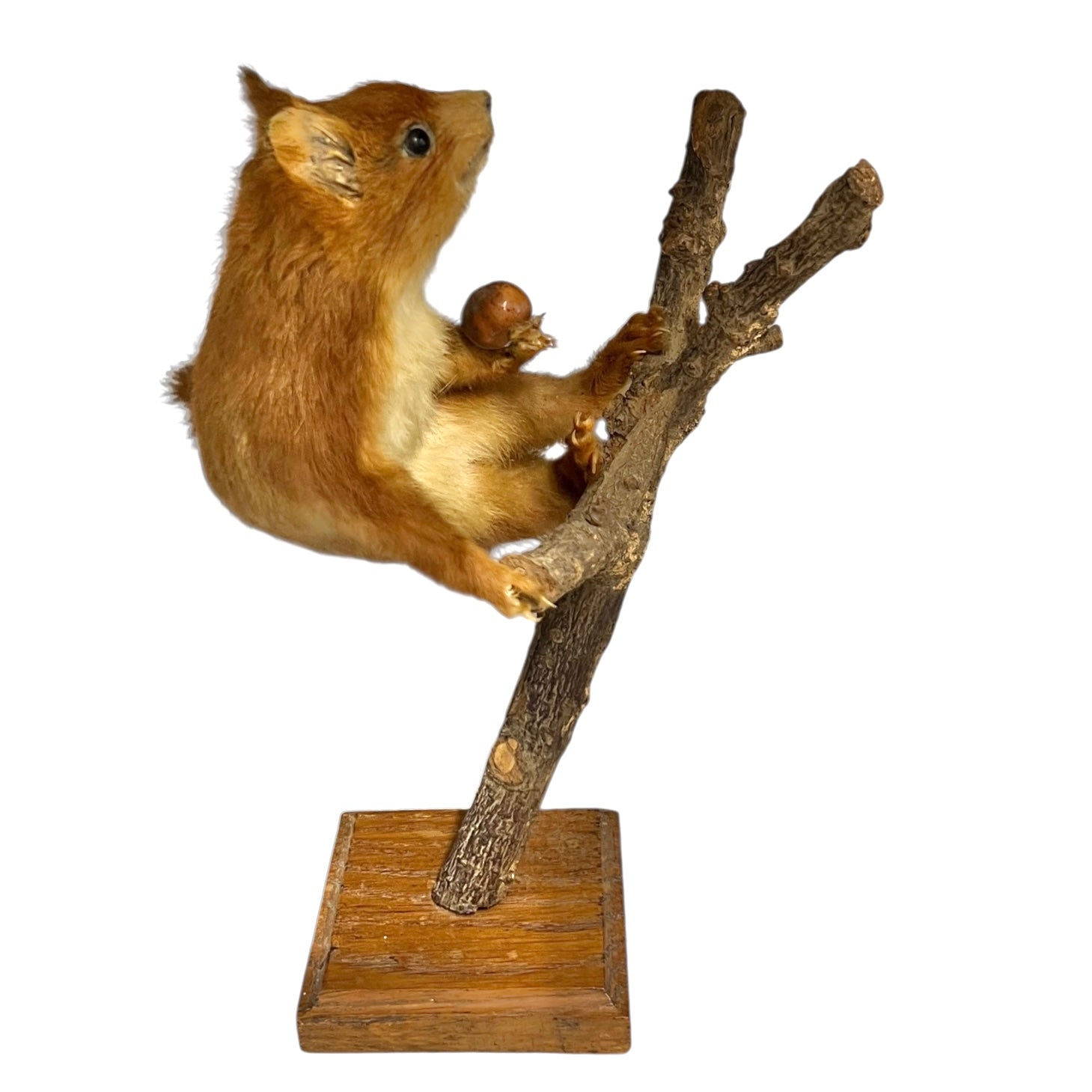 Taxidermy of a squirrel on a branch with a wooden base on a white background