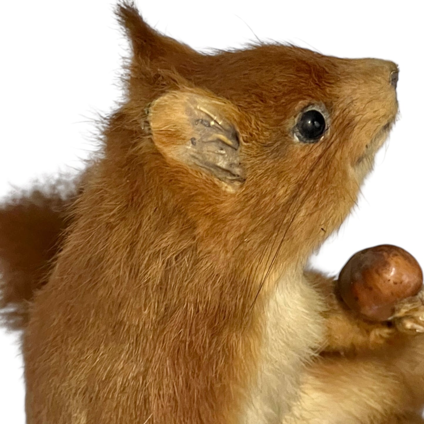 Close-up of a red squirrel on a white background