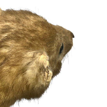 Close up of taxidermy animal on a white background
