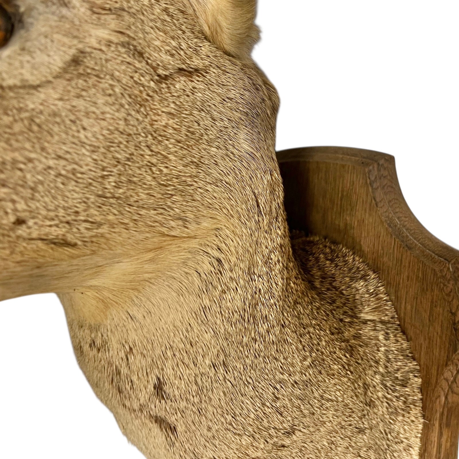 Close-up of a wooden product with natural finish on a white background