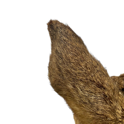 Close-up of a deer ear on a white background
