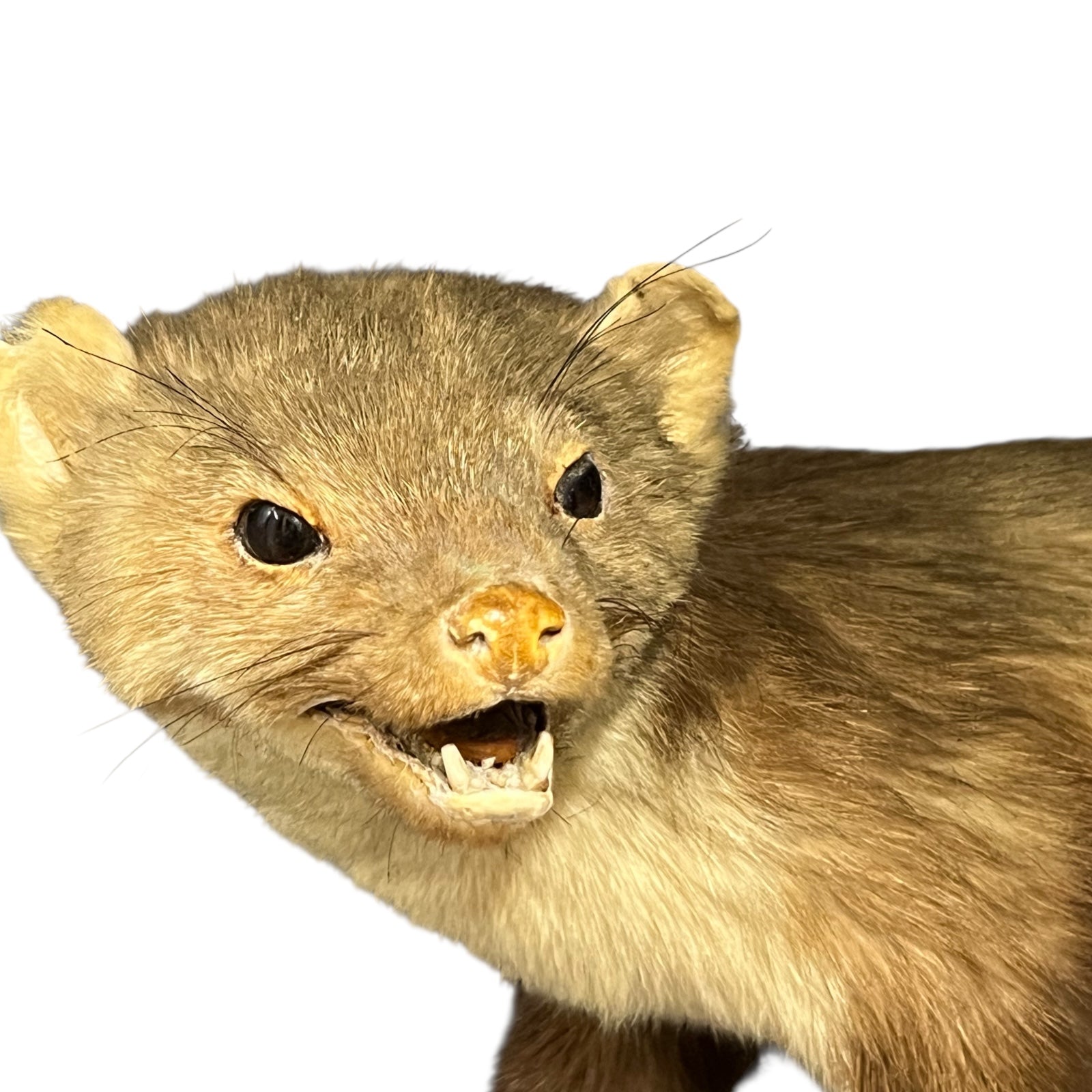 Close-up of a pine marten on a white background