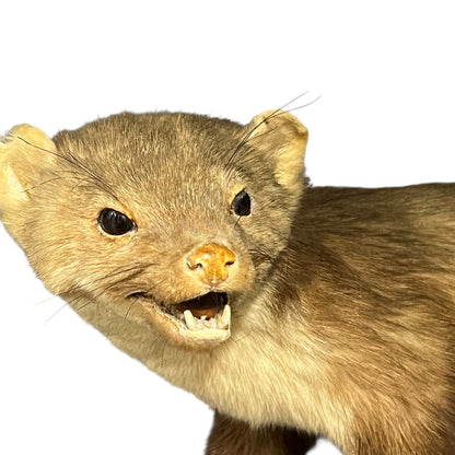 Close-up of a pine marten on a white background