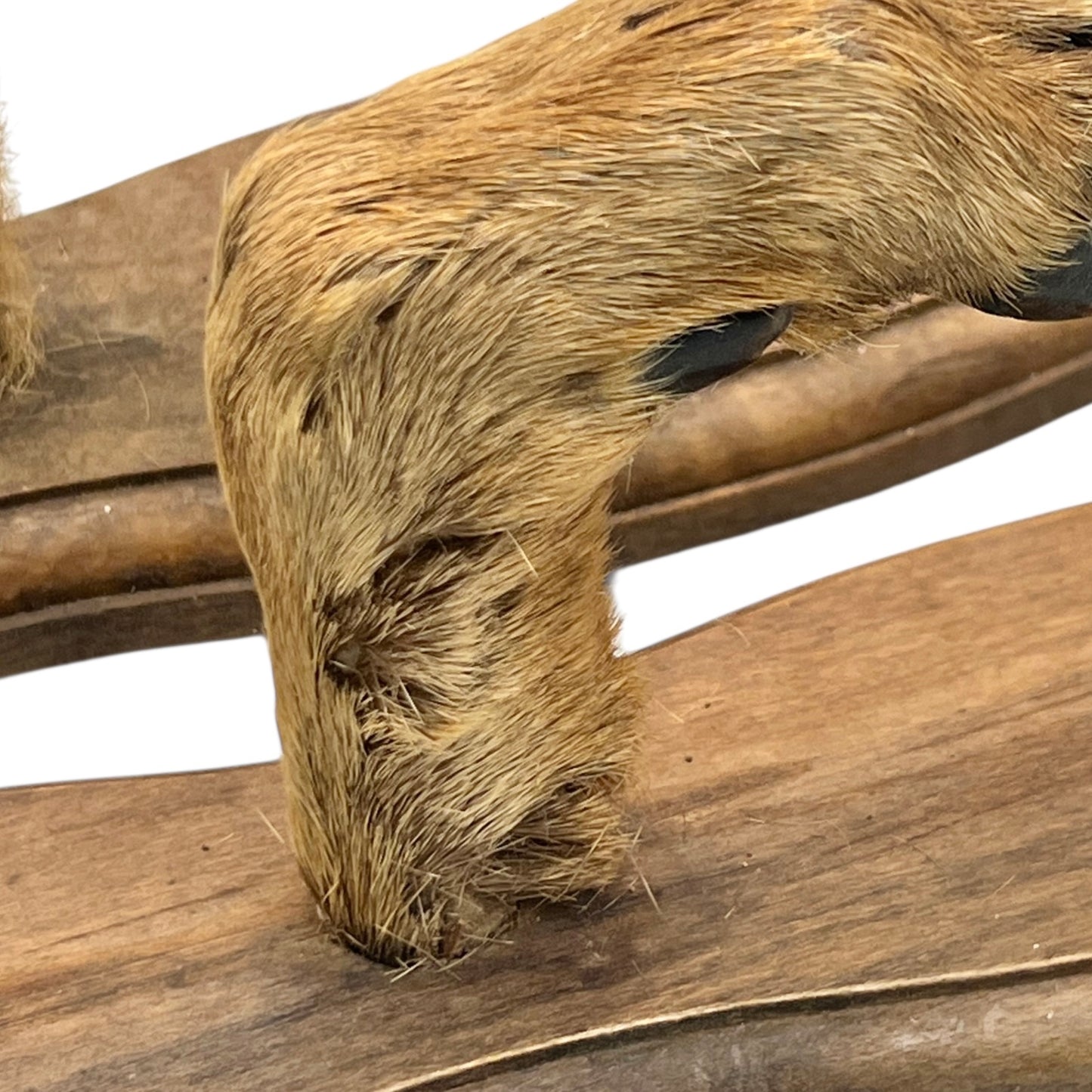 Close-up of a deer hoof on a wooden surface with a white background