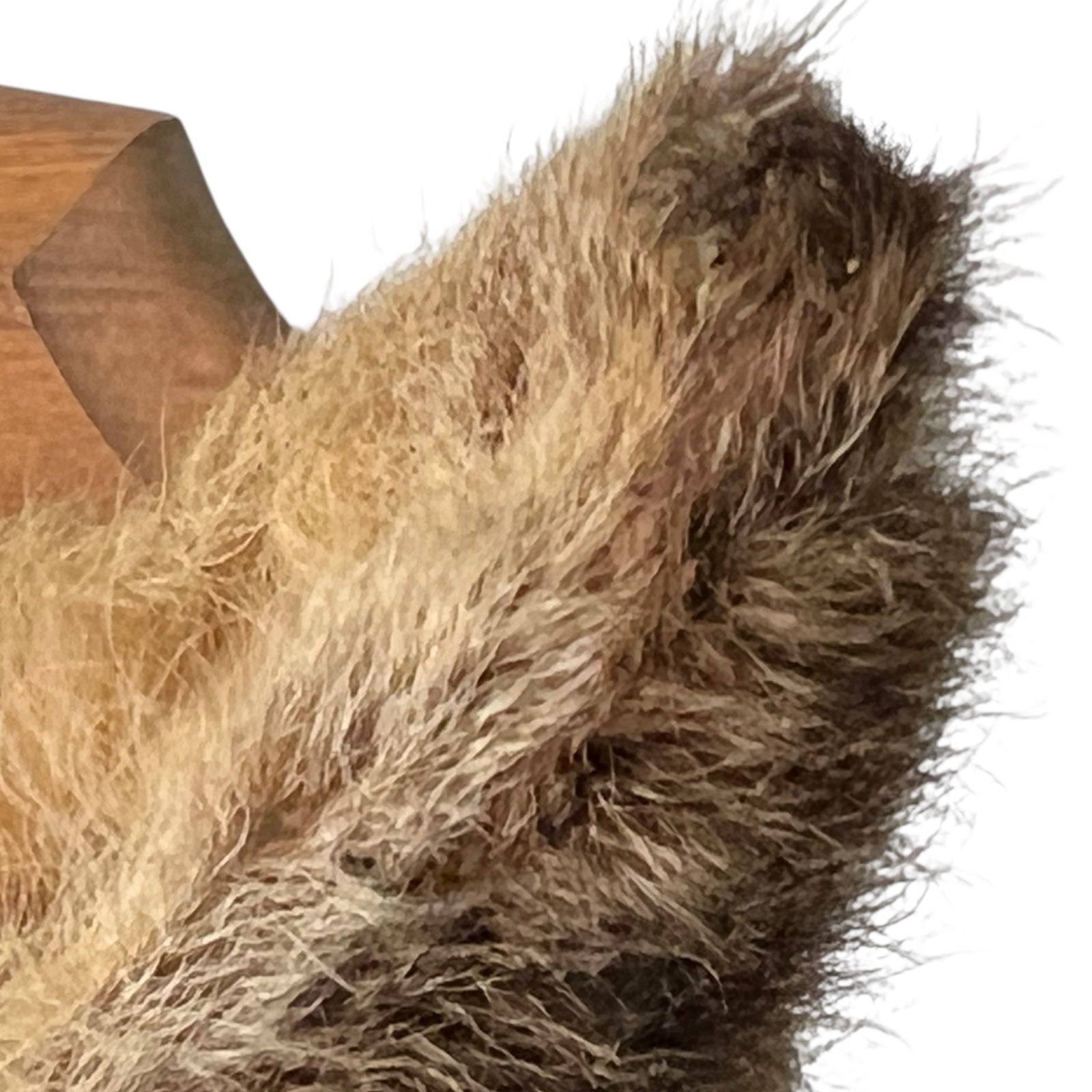 Close-up of a deer ear with a wooden mount in the background