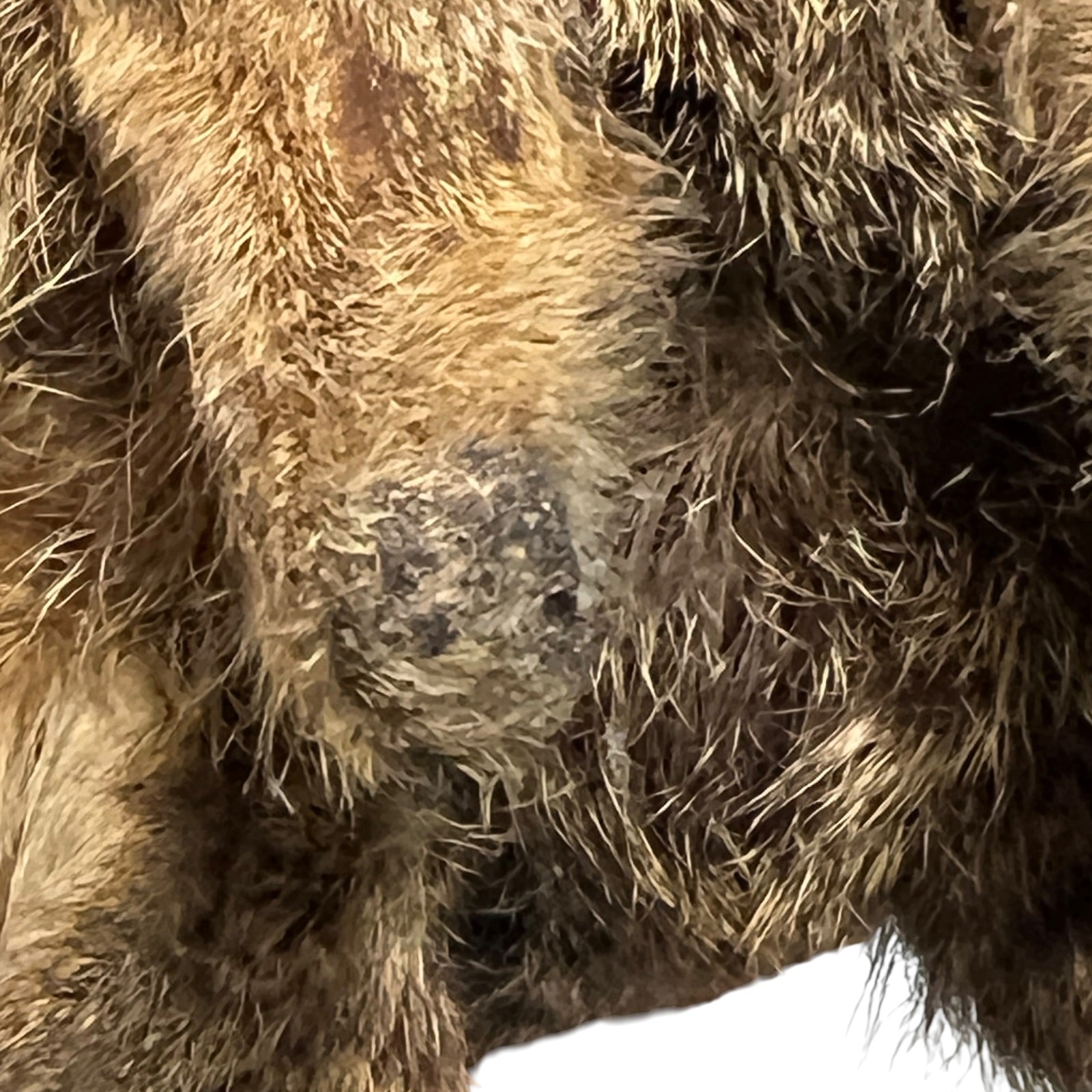 Close-up of a taxidermy deer head antlers against a plain white background.
