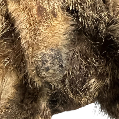 Close-up of a taxidermy deer head antlers against a plain white background.