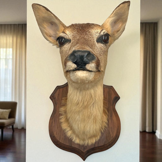 Taxidermy deer head mounted on a wooden plaque against a white wall.