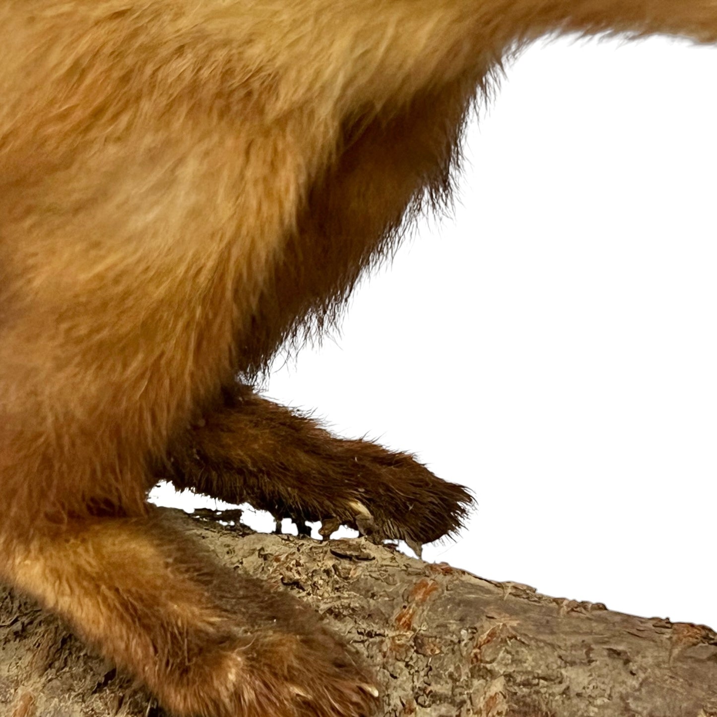 Close-up of a taxidermy small stoat-like animal against a white background.