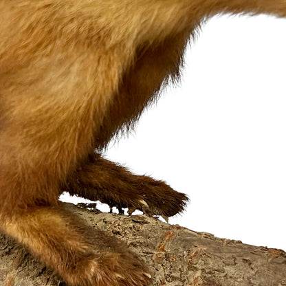 Close-up of a taxidermy small stoat-like animal against a white background.