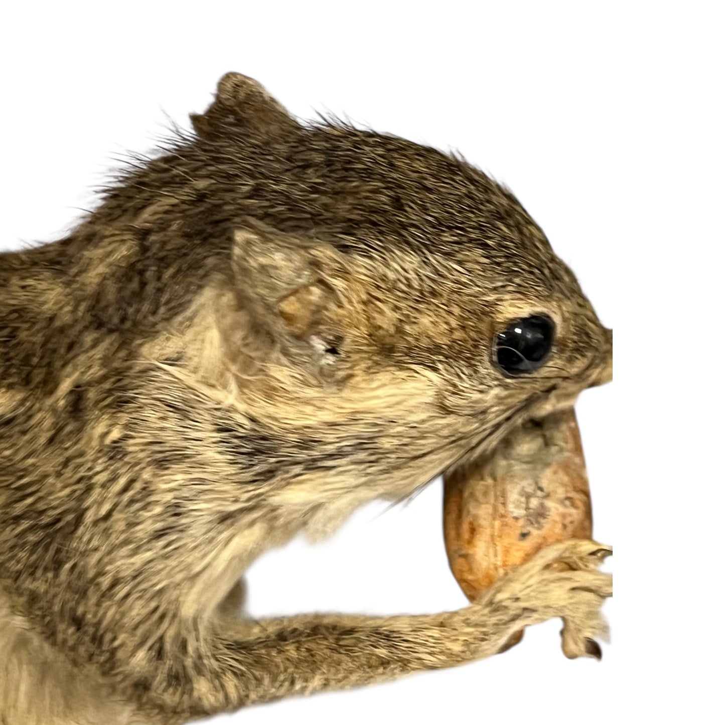 taxidermy chipmunk image of head