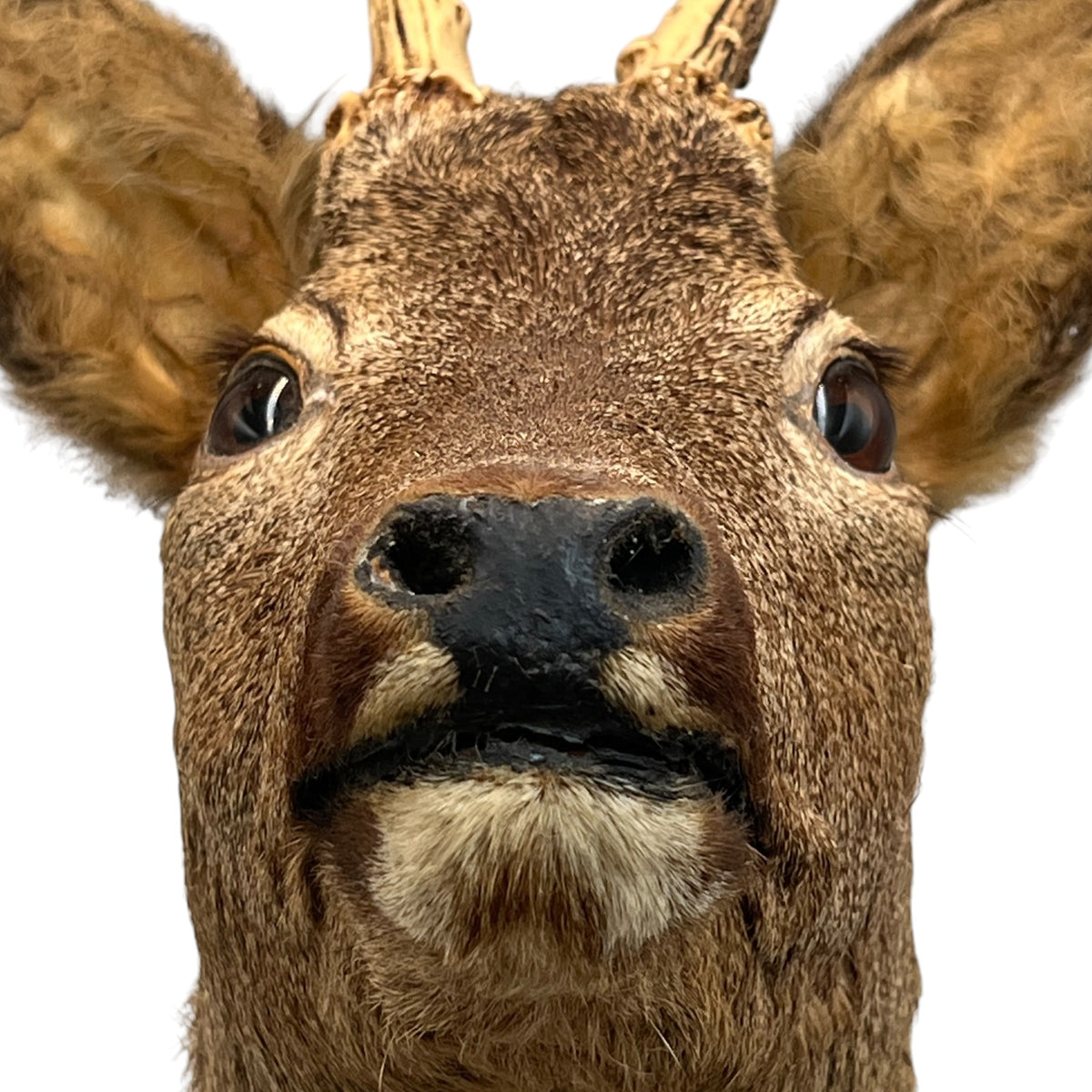 French Taxidermy Deer Head – Vintage Mounted Deer Specimen with Antlers
