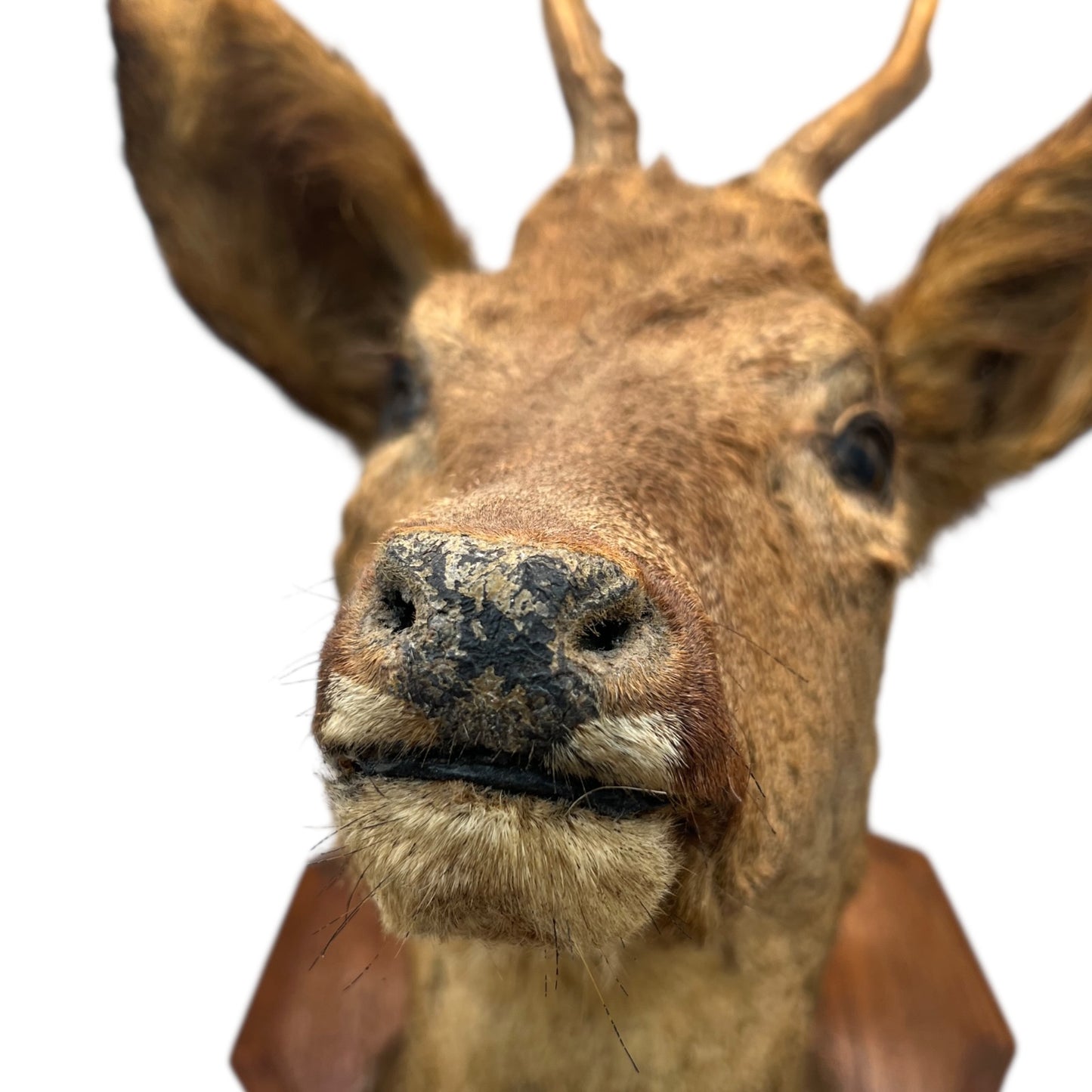 Close-up of a deer head taxidermy against a white background