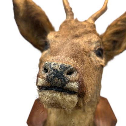 Close-up of a deer head taxidermy against a white background