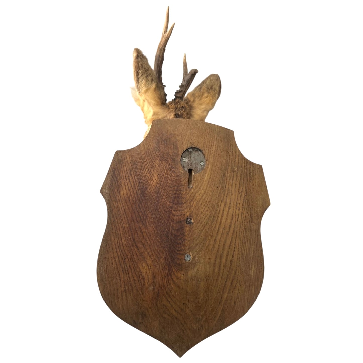 rear view of wooden dear mount